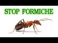 Stop alle formiche per sempre, in modo naturale e a costo zero ( o quasi)