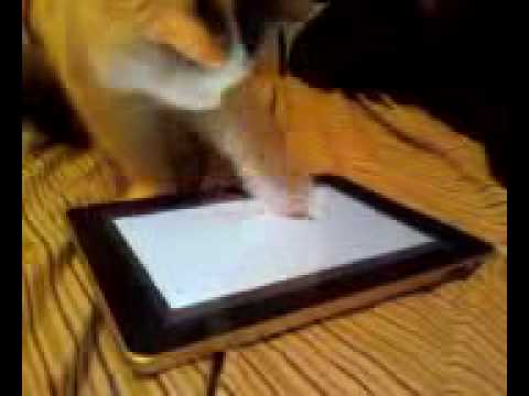 Ipad Cat 2