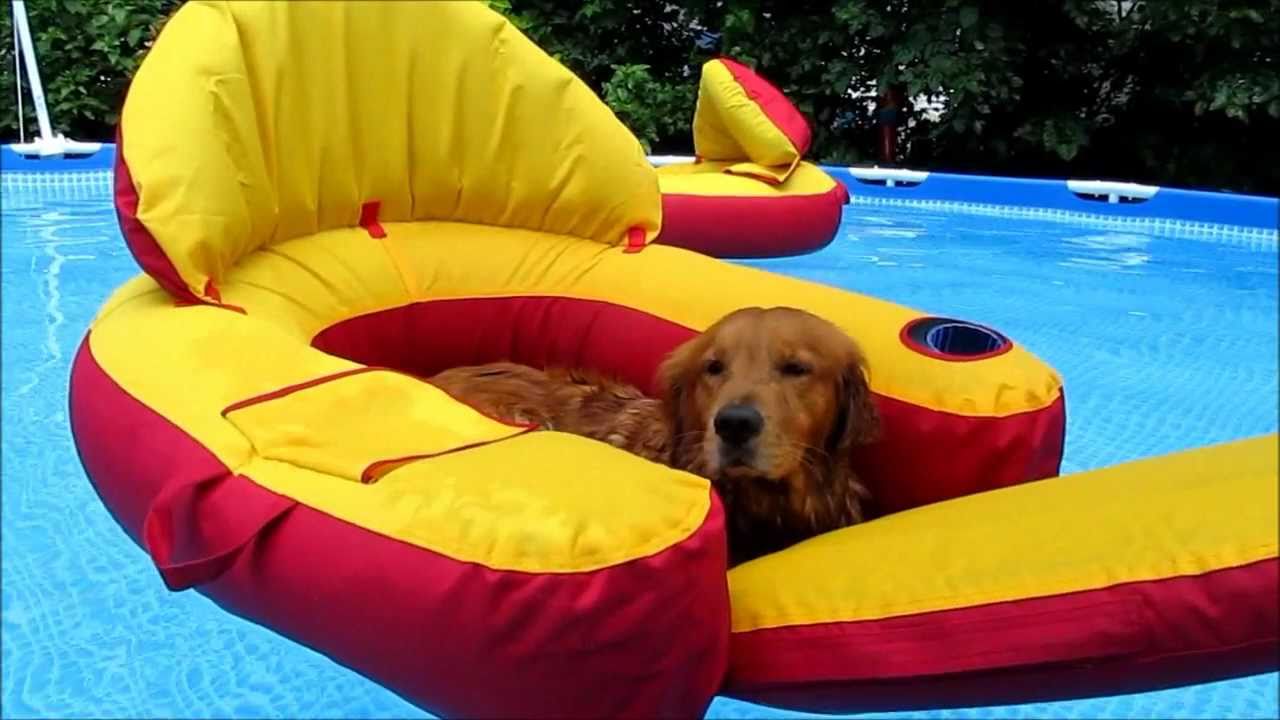 puppies in pool check this out golden retriever dogs in pool to puppies in pool check this out golden retriever dogs in pool to