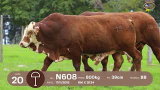 LOTE 19, 20 | Remate Braford Estância do Sossego 2021