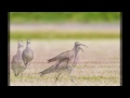 「淀川河川敷にチュウシャクシギ」