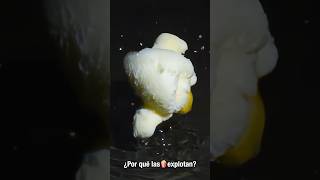 Por Qué Las Palomitas Explotan?