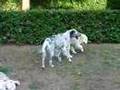 ragazza con il suo cane