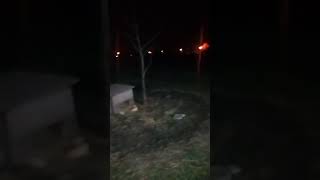 Terijer Nervozni Godinu Dana