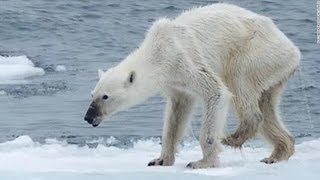 Polar Bear Dying From Global Warming