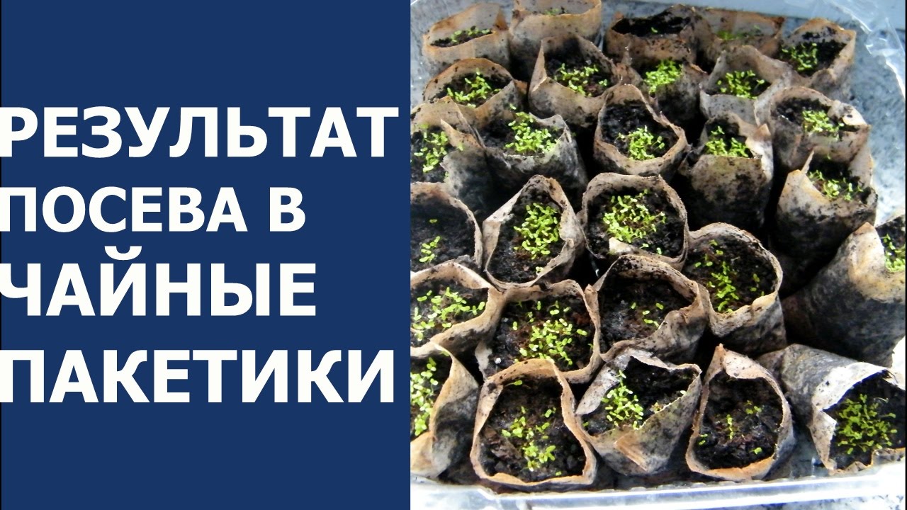 Необычный способ выращивания рассады