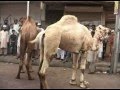 Camel Meat Dishes