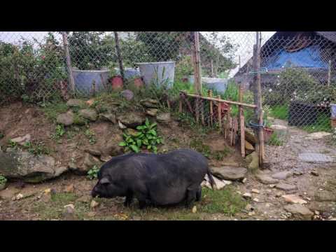 Pen-g's Vietnam No10 Lao Chai to Ta Van Trekking(ラオチャイからタバンまでのトレッキング)
