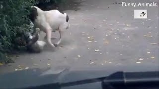 【Funny Animals】犬と猫 , 大きな猫の戦い, 犬は猫をかみます