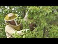 Capturing a Bee Swarm