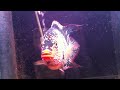 Red Texas ( Cichlid )