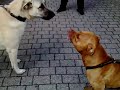 Kangal Dövüşü