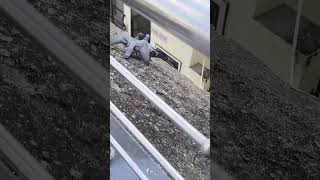 , , , , , , , , , , , , ,