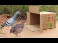 How To Make A Trap  To Catch Many Birds Using Cardboard Box And Deep Hole - Easy Unique Bird Trap