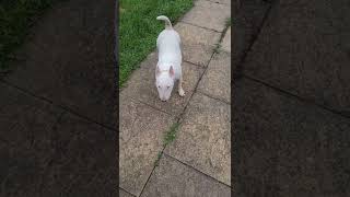 Mini Bull Terrier Luna Hypo Puppy