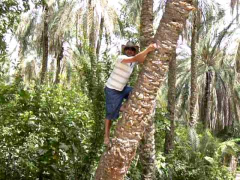 date palm tree in desert. Climbing a Date Palm tree in
