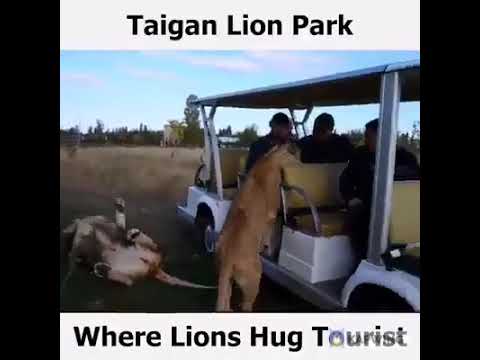 Video animali
