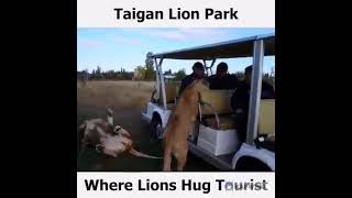 Video animali