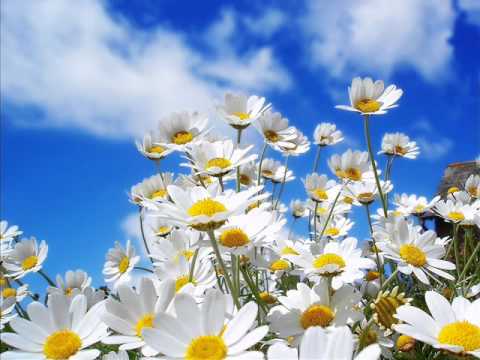 naat by stm kazmi.wmv