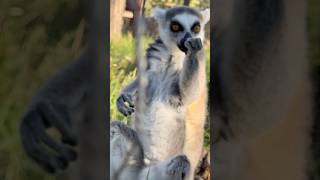 Lemuren-Liebe In Madagaskar-Still