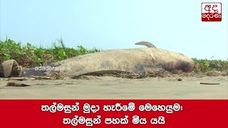 Whale release operation: Five whales die