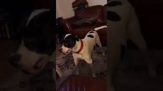 Kid steals bone dog attack (funny)