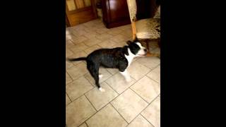 American Staffordshire Terrier