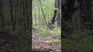 Quick Review & Outdoor Demo - Kalkal Ghillie Suit, 5 In 1 3D Camouflage Hunting Apparel