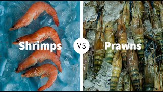 Difference Between Shrimps And Prawnsshrimps&Prawnselemenopy
