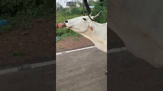 Desi Cow A2 Milk Benefits Real Gau Mata Video