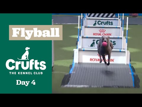 Flyball Semi-Final One | Crufts 2025