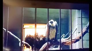 Dr.dolittle 2 Scene