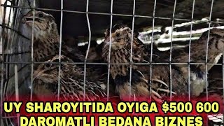 Bedana Boqish Biznesi, Sotuvda Jojalari Bor