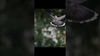 Beautiful Shot Of A Dove Flying Away