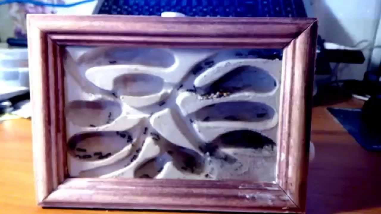 Гипсовый формикарий как сделать Гипсовый формикарий как сделать