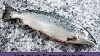 READY +62.813.8630.2450, Agen Beli Ikan Salmon Asap Beku