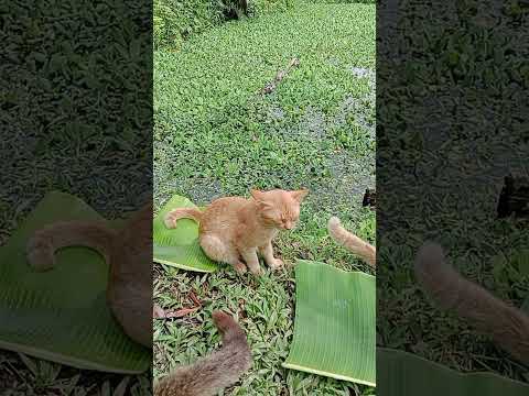 Oknum Ttangga Benci Banget Sama Kami Gara-Gara Kami Punya Kucing Banyak Maunya Mereka Buang Semua❓😭