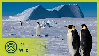 Antarctica - Tales From The End Of The World - Go Wild