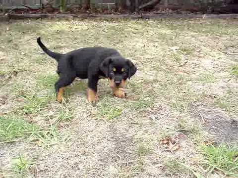 8 week rottweiler puppy the 8 week rottweiler 8 week rottweiler puppy the 8 week rottweiler