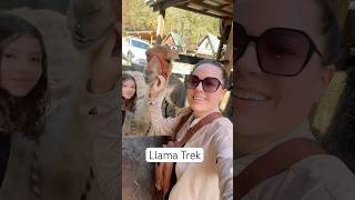 Tennessees Most Unique Outdoor Adventure Hiking With Llamas At Smoky Mountain Llama Treks