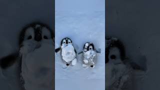 Fluffy And Soft Little Penguins