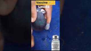 Lasota Vaccine Karne Ka Tarika Lasota Vaccine For Pigeons