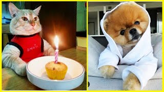 Funny Animals ⭐ Cute Cats and Dogs compilation #30 | Funny Boost
