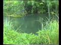 Kennet Upstream  Nymph fishing. David Norwich has an encounter with a big Brown Trout.