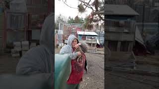 Dispatching A Rabbit For Meat