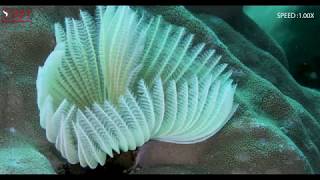BLOOMING OF TUBE WORM