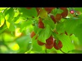 Nüsnüs kəndində zoğalın yığımına başlanılıb Nüsnüs kəndində zoğalın yığımına başlanılıb