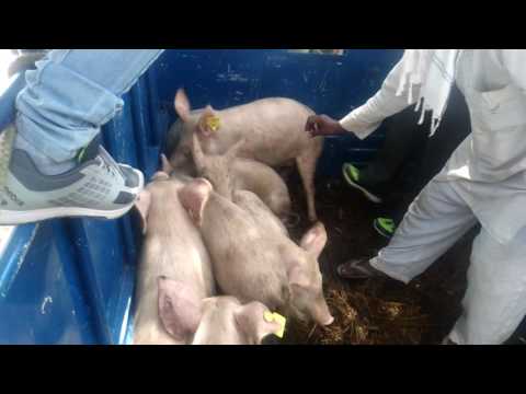 How to Ear tag pig