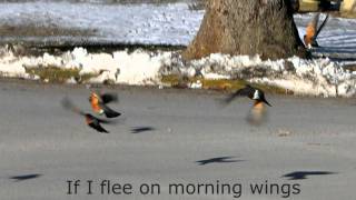 Watch Fernando Ortega If I Flee On Morning Wings video