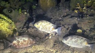 Ito Ang Sumalubong Sa Aming Pagbabalik Ep 204 Night Spearfishing Philippines Drins Adventure